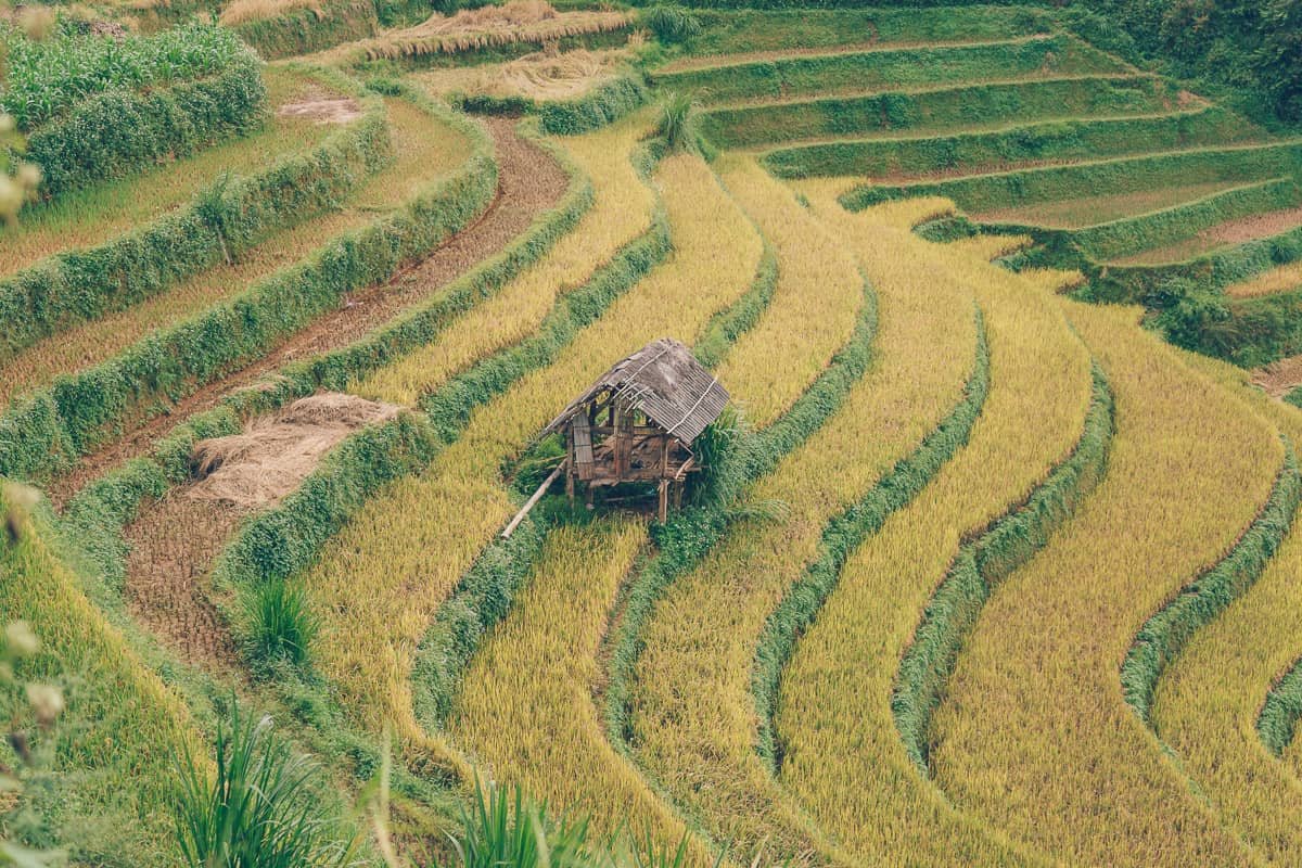 1772767756_Che Cu Nha rice field bike ride.jpg